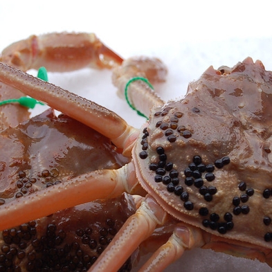 【竜宮コース】「幻の蟹」を食す！間人or大善ガニで活蟹の旨さを堪能〈約1kgの活ガニを1人1.5杯〉